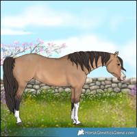 Horse Color:Bay Dun 
