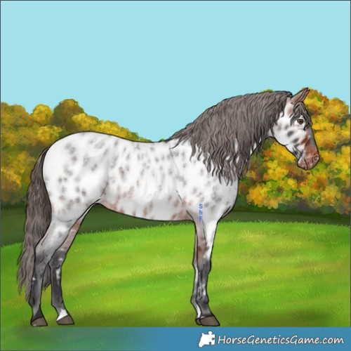 Horse Color:Bay Roan Appaloosa 