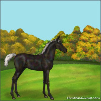 Horse Color:Midnight Silver Black