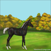 Horse Color:Midnight Silver Black 