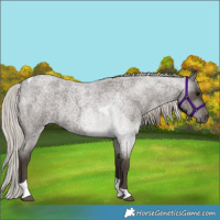 Horse Color:Silver Blue Roan Tobiano 