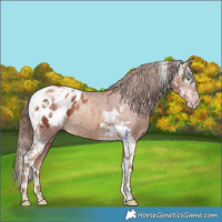 Horse Color:Gray Gold Champagne Splash Tobiano Appaloosa