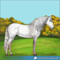 Horse Color:Gray Chocolate Palomino