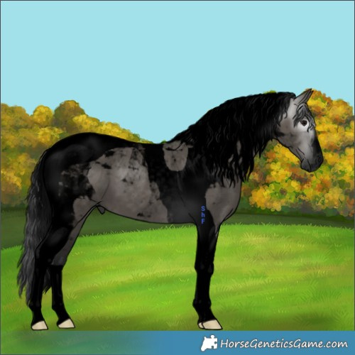 Horse Color:Gray Void Grullo Tobiano 