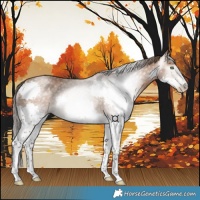 Horse Color:Gray Bay Pearl Splash 