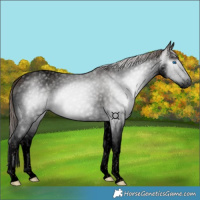 Horse Color:Gray Void Liver Red Roan Splash
