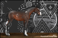 Horse Color:Bay Sabino Rabicano 