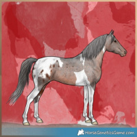 Horse Color:Brown Tobiano Blanket 