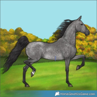Horse Color:Platinum Buckskin Dun 