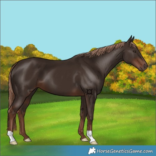 Horse Color:Liver Chestnut 