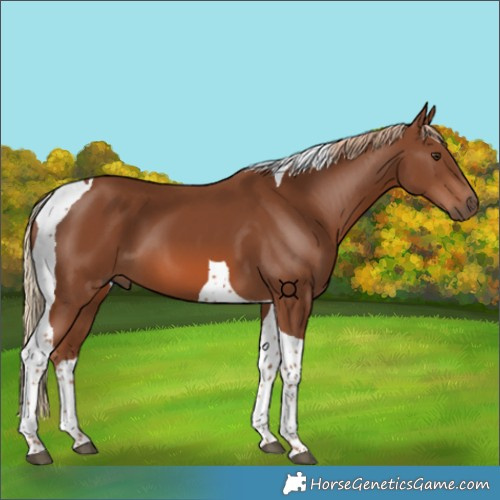 Horse Color:Chestnut Tobiano 