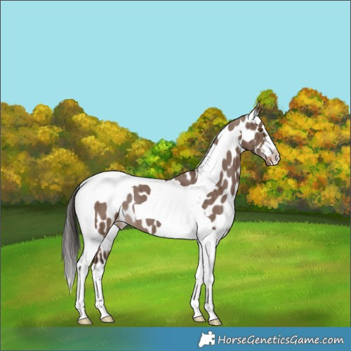 Horse Color:Liver Red Dun Tobiano Appaloosa Brindle 