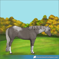 Horse Color:Silver Black Tobiano 