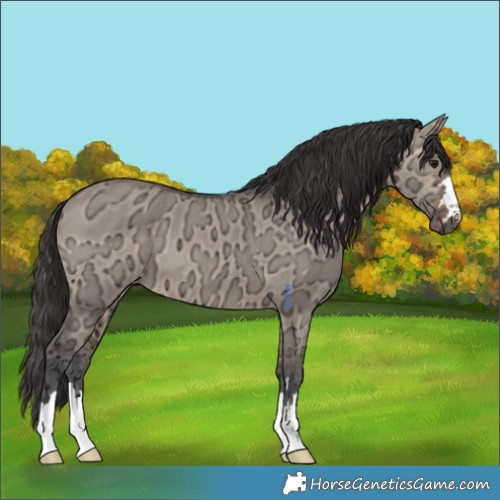 Horse Color:Bay Ice Dun 