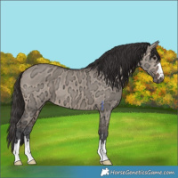 Horse Color:Bay Ice Dun 