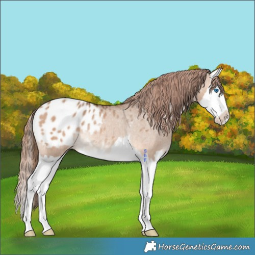 Horse Color:Bay Dun Mushroom Splash Appaloosa Rabicano 