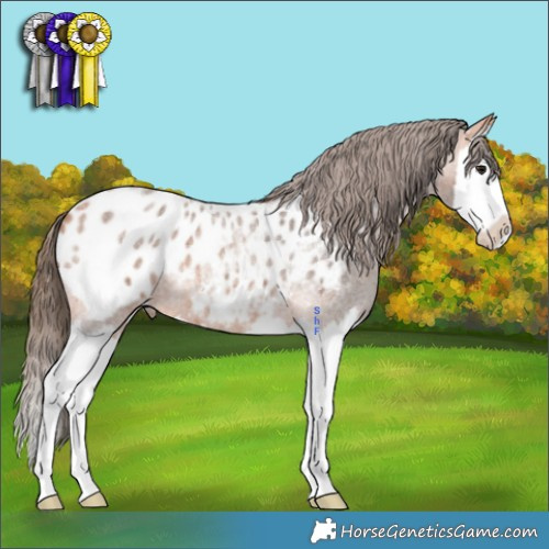 Horse Color:Bay Roan Mushroom Splash Appaloosa 