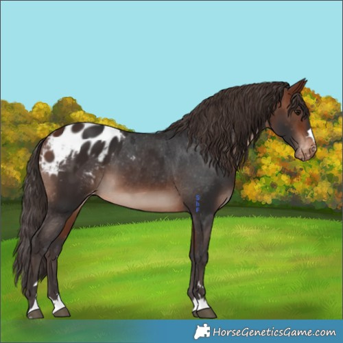 Horse Color:Bay Mushroom Appaloosa 