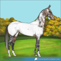 Horse Color:Brown Appaloosa 