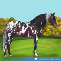 Horse Color:White Spotted Brown Appaloosa 