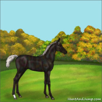 Horse Color:Midnight Silver Black 