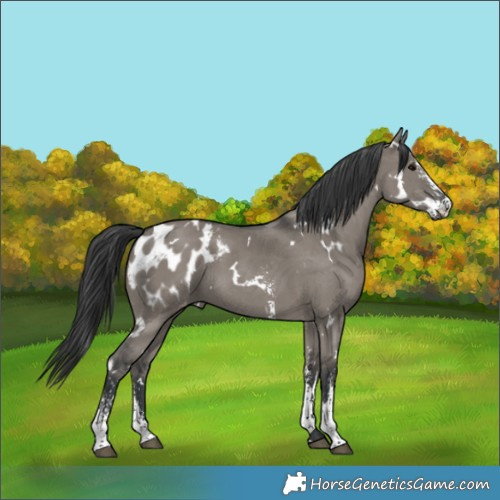 Horse Color:White Spotted Grullo Sabino Appaloosa 