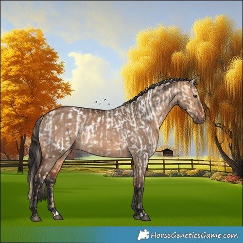 Horse Color:Red Dun Appaloosa and Bay Dun