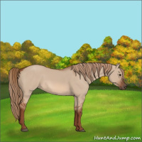 Horse Color:Red Dun 