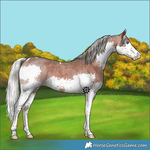 Horse Color:Silver Brown Roan Splash Tobiano 