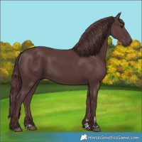 Horse Color:Chocolate Black 