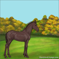 Horse Color:Chocolate Black 