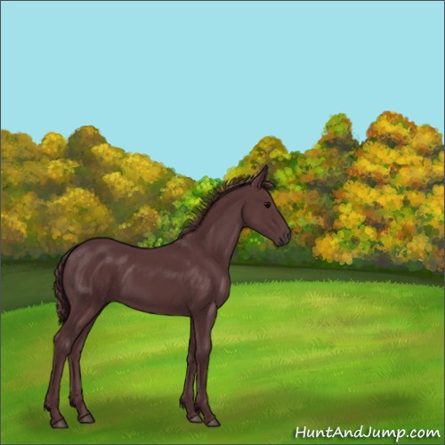 Horse Color:Chocolate Black
