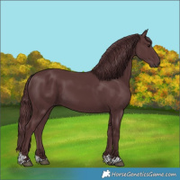Horse Color:Chocolate Black 