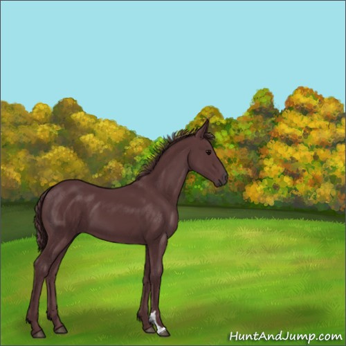 Horse Color:Chocolate Black