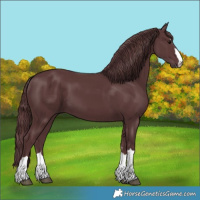 Horse Color:Chocolate Black 
