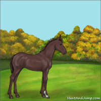 Horse Color:Chocolate Black 