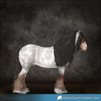 Horse Color:Liver Red Roan Near Leopard