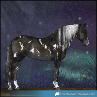 Horse Color:White Spotted Midnight Brown Ice Onyx 