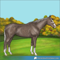 Horse Color:Silver Black 