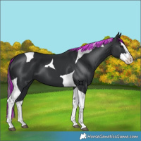 Horse Color:Painted Black Splash Tobiano