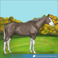 Horse Color:Silver Black Splash 