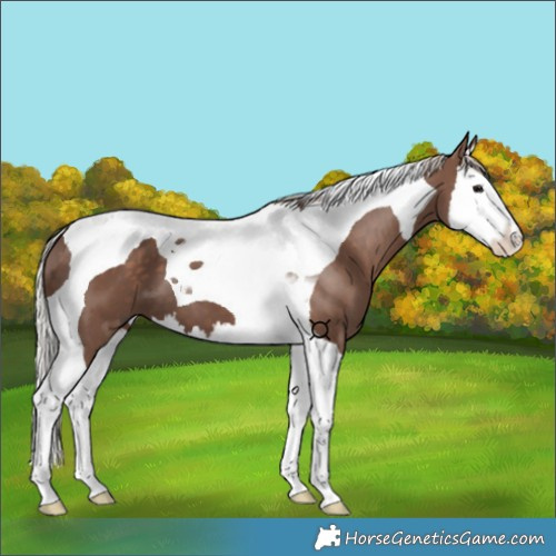 Horse Color:Silver Black Splash Tobiano 