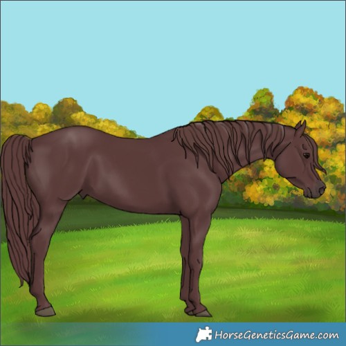 Horse Color:Chocolate Black 