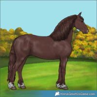 Horse Color:Chocolate Smoky Black 