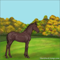 Horse Color:Chocolate Smoky Black 