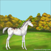 Horse Color:White Spotted Silver Brown Onyx Splash 