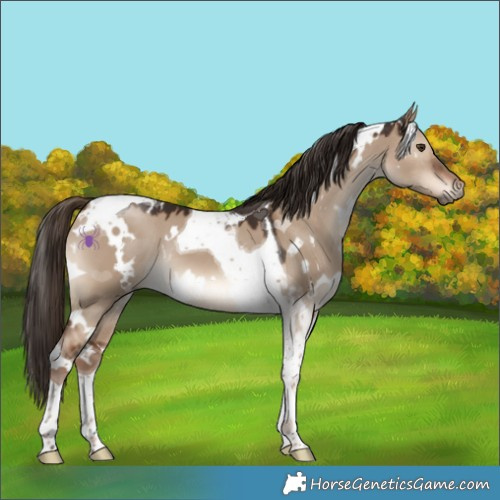 Horse Color:White Spotted Liver Red Dun Tobiano 