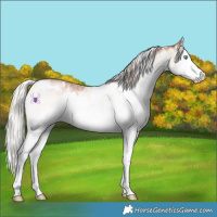 Horse Color:White Spotted Silver Sable Champagne Onyx Sabino Splash 