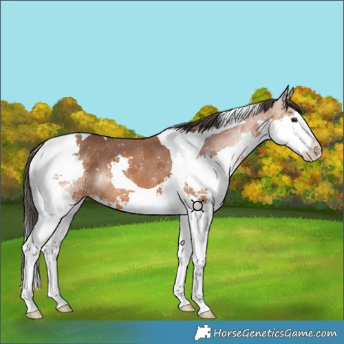 Horse Color:Bay Splash Tobiano 