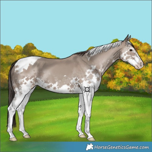 Horse Color:Classic Champagne Splash Tobiano 